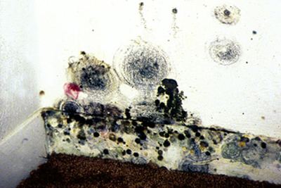Close-up of colorful mold growth on a surface